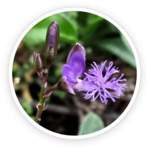 Polygala Tenuifolia